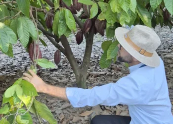 Capacitação na Bahia foca no combate à praga que prejudica lavouras de cacau e cupuaçu