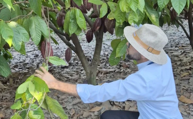 Capacitação na Bahia foca no combate à praga que prejudica lavouras de cacau e cupuaçu