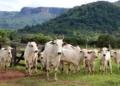 Tocantins começa etapa de campo da rastreabilidade bovina com visitas e identificação do rebanho
