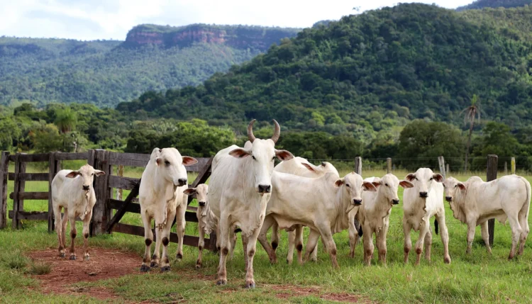 Tocantins começa etapa de campo da rastreabilidade bovina com visitas e identificação do rebanho