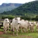 Tocantins começa etapa de campo da rastreabilidade bovina com visitas e identificação do rebanho