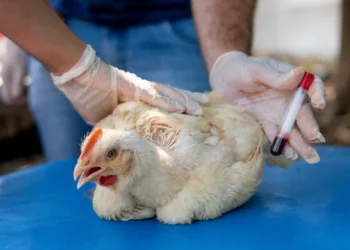 Tocantins mantém status sanitário e segue livre de gripe aviária e doença de Newcastle
