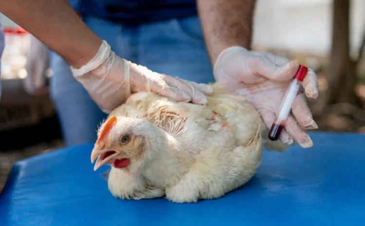 Tocantins mantém status sanitário e segue livre de gripe aviária e doença de Newcastle