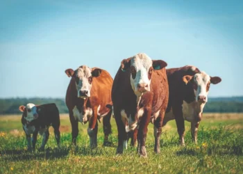 Braford ganha espaço no Tocantins e impulsiona produção de carne de qualidade