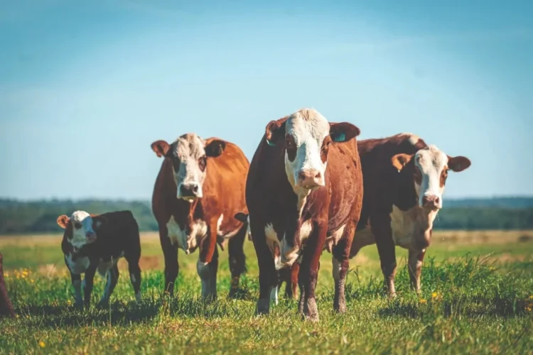 Braford ganha espaço no Tocantins e impulsiona produção de carne de qualidade
