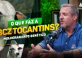 O que faz a ABCZ no Tocantins: PMGZ, Registro de Touros e Melhoramento do Rebanho #43