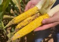 Praga do milho gera perdas de R$ 33,6 bilhões por ano e reduz produção em 31,8 milhões de toneladas