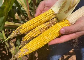 Praga do milho gera perdas de R$ 33,6 bilhões por ano e reduz produção em 31,8 milhões de toneladas