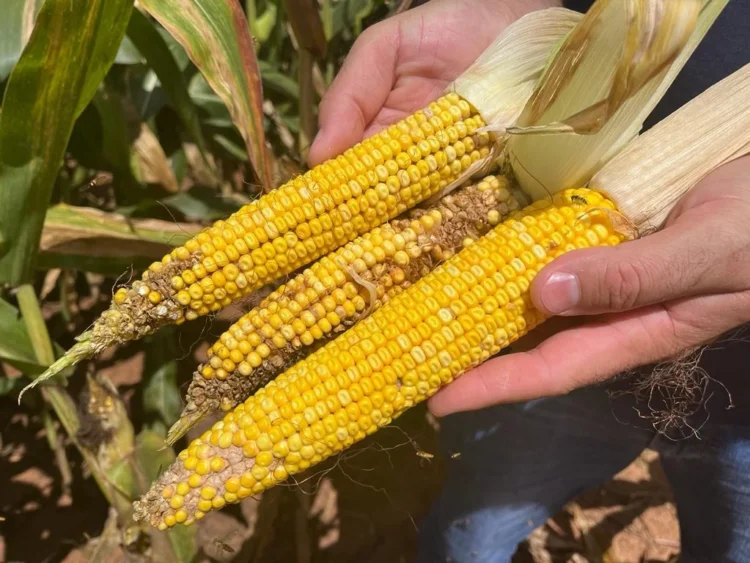 Praga do milho gera perdas de R$ 33,6 bilhões por ano e reduz produção em 31,8 milhões de toneladas