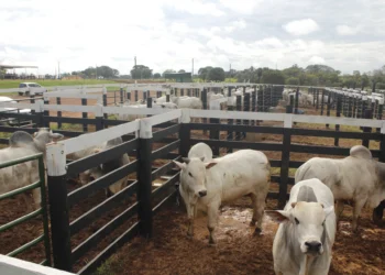 Após anos fora do foco, pecuária volta ao centro da Agrotins 2026