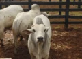 Rastreabilidade bovina ganha destaque na Agrotins 2026 e já é pilar na atuação da Novilho Precoce Tocantins