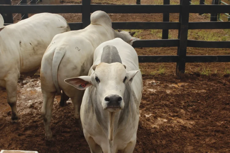 Rastreabilidade bovina ganha destaque na Agrotins 2026 e já é pilar na atuação da Novilho Precoce Tocantins