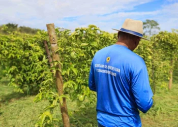 Fazendinha Agrícola é modernizada e ganha novas vitrines tecnológicas para a Agrotins 2026