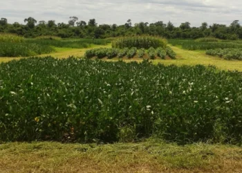 Rotação de culturas e plantas de cobertura – fundamentais para o sistema plantio direto
