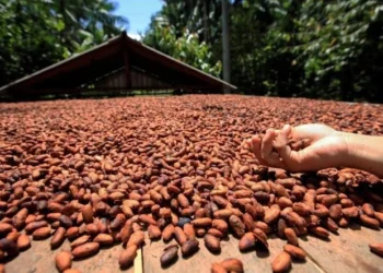 Cacau no Pará alia produção e clima e sequestra até 51 t de carbono por hectare