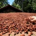 Cacau no Pará alia produção e clima e sequestra até 51 t de carbono por hectare