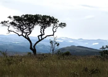 Acordo prevê recuperar 3,3 mil hectares no Cerrado em Lagoa da Confusão e Cristalândia