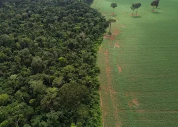 Nova regra ambiental trará mais segurança ao crédito rural, diz Banco do Brasil