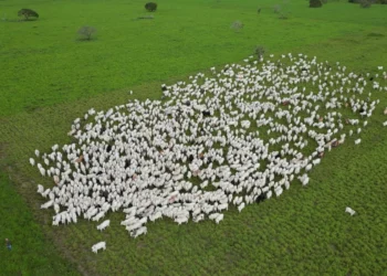Com tecnologia, produtores transformam a gestão dentro da porteira no Tocantins