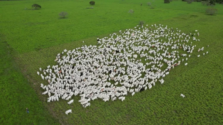 Com tecnologia, produtores transformam a gestão dentro da porteira no Tocantins
