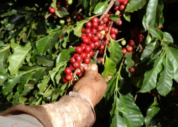 Colheita e pós-colheita definem qualidade e valor do café brasileiro, aponta especialista