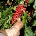 Colheita e pós-colheita definem qualidade e valor do café brasileiro, aponta especialista