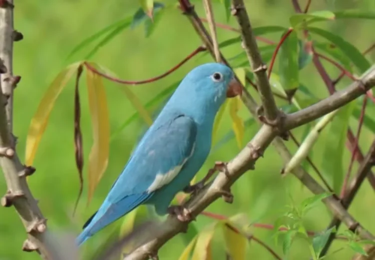Periquito azul raro é registrado no Tocantins por servidora do Ibama; alteração genética chama atenção de especialistas