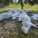 Temporal causa descarga elétrica e mata 16 cabeças de gado em Lizarda