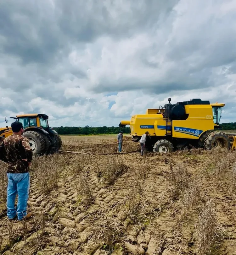 Produtores relatam prejuízos na soja e Couto Magalhães pode decretar emergência