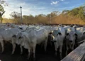 14° Leilão Progênies de IATF e Monta Natural comercializa mais de três mil animais em Paraíso do Tocantins
