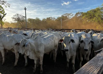 14° Leilão Progênies de IATF e Monta Natural comercializa mais de três mil animais em Paraíso do Tocantins
