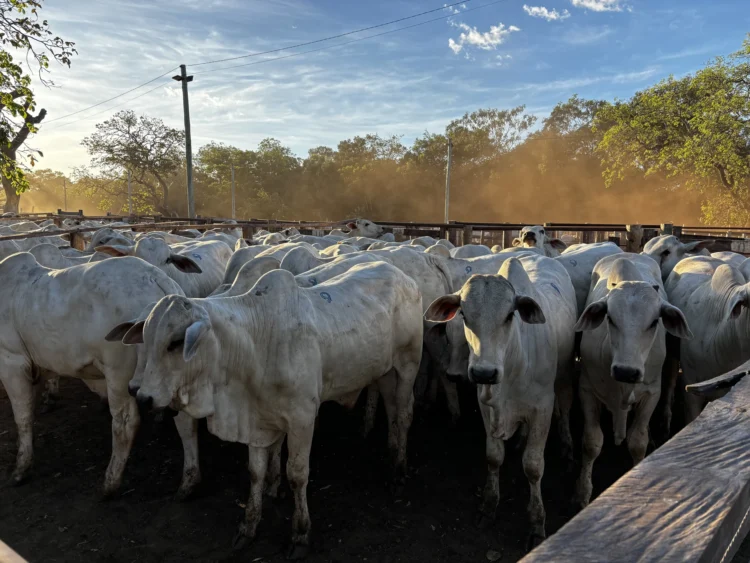 14° Leilão Progênies de IATF e Monta Natural comercializa mais de três mil animais em Paraíso do Tocantins