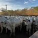 14° Leilão Progênies de IATF e Monta Natural comercializa mais de três mil animais em Paraíso do Tocantins