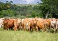 Caracu Mocha estreia na Agrotins e surge como nova aposta para a pecuária de corte