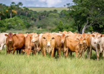 Caracu Mocha estreia na Agrotins e surge como nova aposta para a pecuária de corte