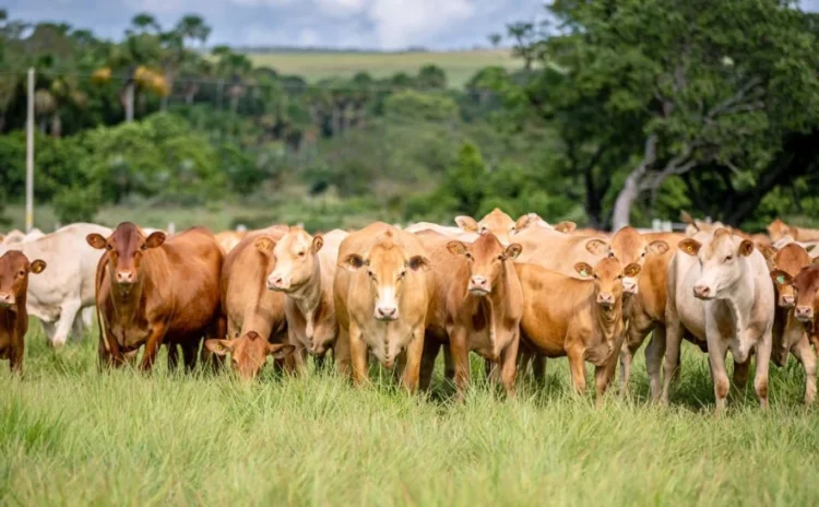Caracu Mocha estreia na Agrotins e surge como nova aposta para a pecuária de corte