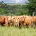 Caracu Mocha estreia na Agrotins e surge como nova aposta para a pecuária de corte