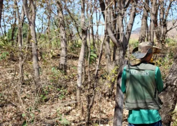 Combinado será o primeiro município do Tocantins com 100% da área rural regularizada