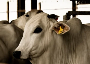Tocantins lança guia prático para rastreabilidade individual bovina