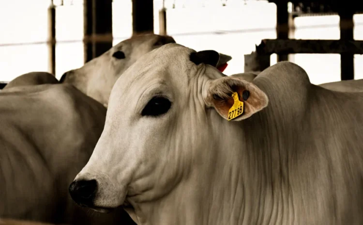 Tocantins lança guia prático para rastreabilidade individual bovina
