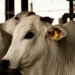 Tocantins lança guia prático para rastreabilidade individual bovina