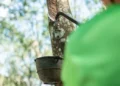 Produtores de borracha natural terão R$ 22,2 milhões em apoio ao escoamento por meio de leilões da Conab