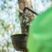 Produtores de borracha natural terão R$ 22,2 milhões em apoio ao escoamento por meio de leilões da Conab