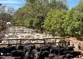 Entre avanços em genética e rastreabilidade, 14° Leilão Progênies de IATF e Monta Natural movimenta economia em Paraíso do Tocantins