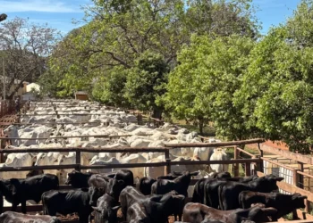 Entre avanços em genética e rastreabilidade, 14° Leilão Progênies de IATF e Monta Natural movimenta economia em Paraíso do Tocantins