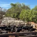 Entre avanços em genética e rastreabilidade, 14° Leilão Progênies de IATF e Monta Natural movimenta economia em Paraíso do Tocantins