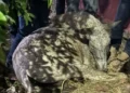 Morte de cavalo durante cavalgada em Novo Acordo gera debate sobre segurança e bem-estar animal