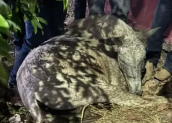 Morte de cavalo durante cavalgada em Novo Acordo gera debate sobre segurança e bem-estar animal