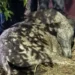 Morte de cavalo durante cavalgada em Novo Acordo gera debate sobre segurança e bem-estar animal