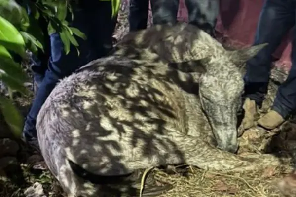 Morte de cavalo durante cavalgada em Novo Acordo gera debate sobre segurança e bem-estar animal